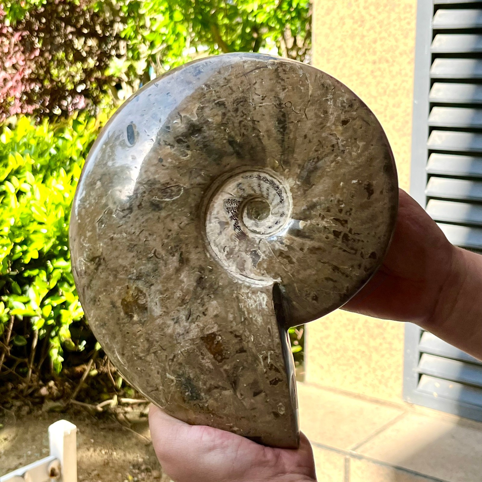 Polished Ammonite Fossil Spiral Shell Chrysanthemum Pattern Mineral 7.5 lb