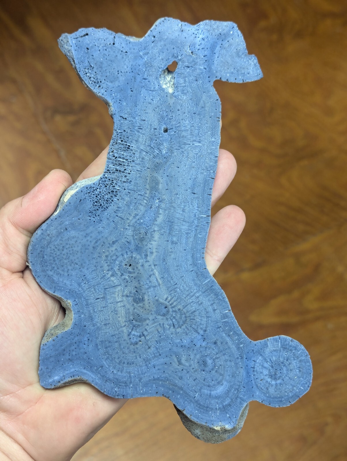 Big Vintage Natural Blue Fossil Coral Slab Slice Display Specimen