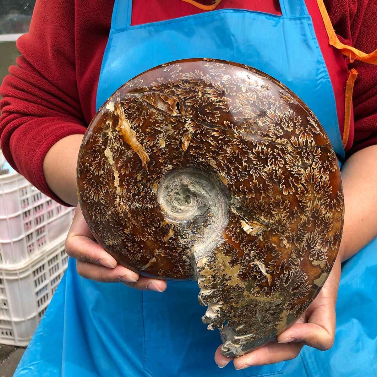3.76LB Rare! Natural Tentacle Ammonite Specimen Healing Madagascar