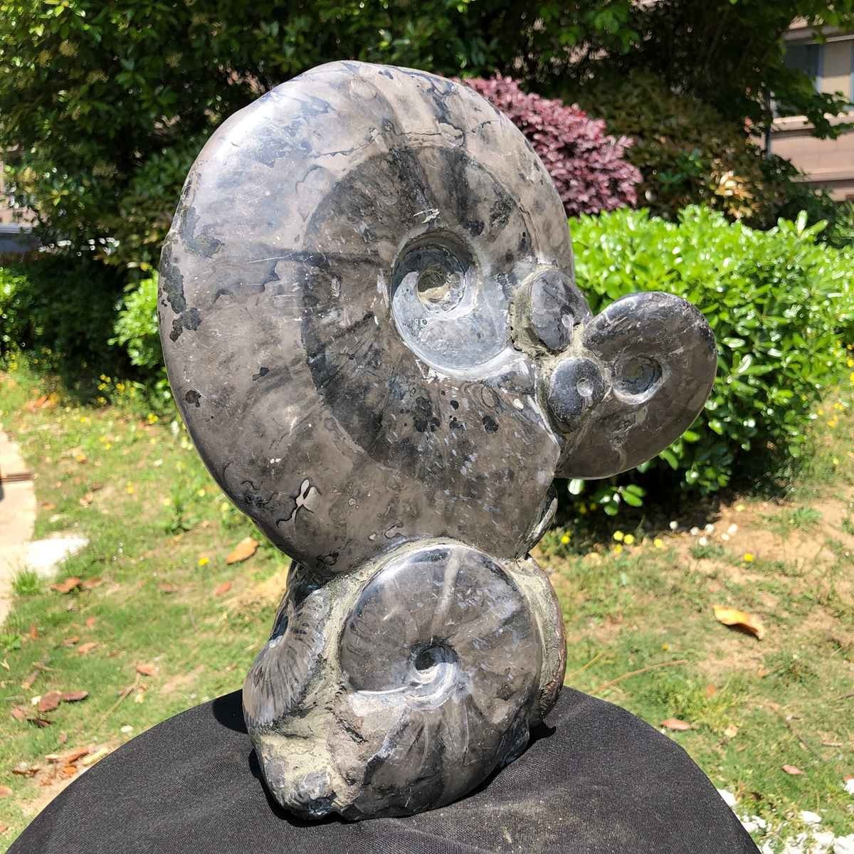 13.28LB Rarem Natural Tentacle Ammonite Fossil Specimen Shell Healing Madagas