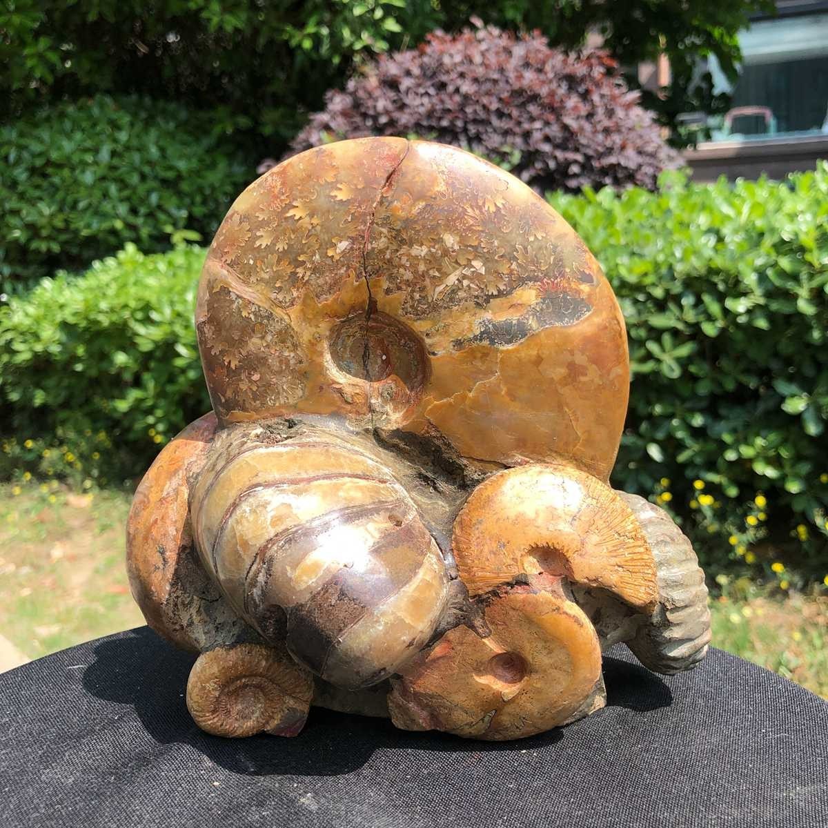 5.08LB Rarem Natural Tentacle Ammonite Fossil Specimen Shell Healing Madagas
