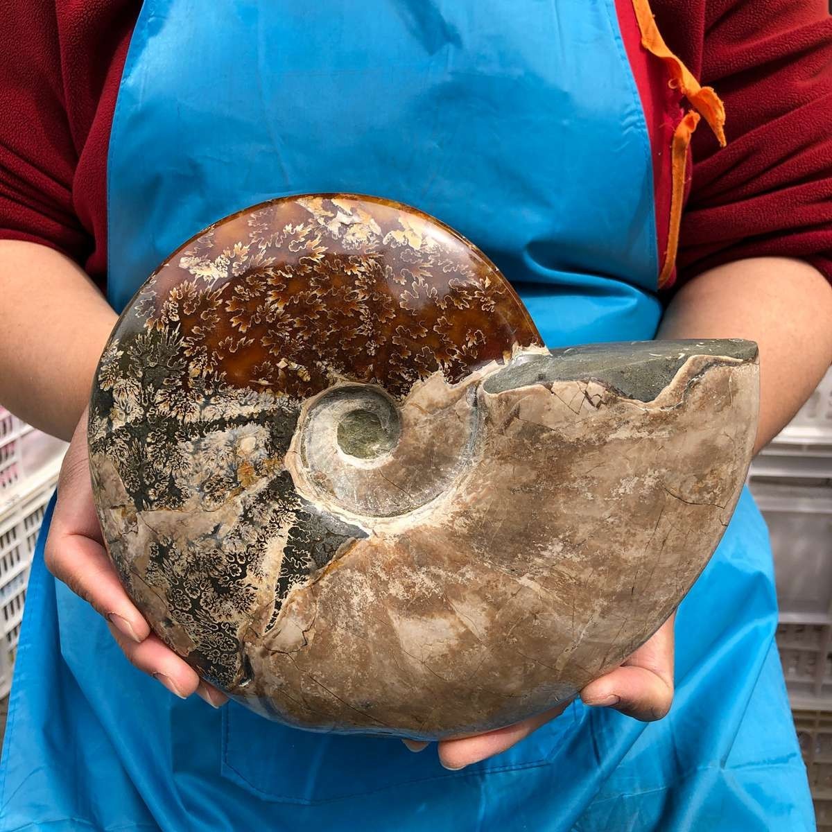 5.14LB Large Natural Beautiful Ammonite Fossil Conch Crystal Specimen Healing