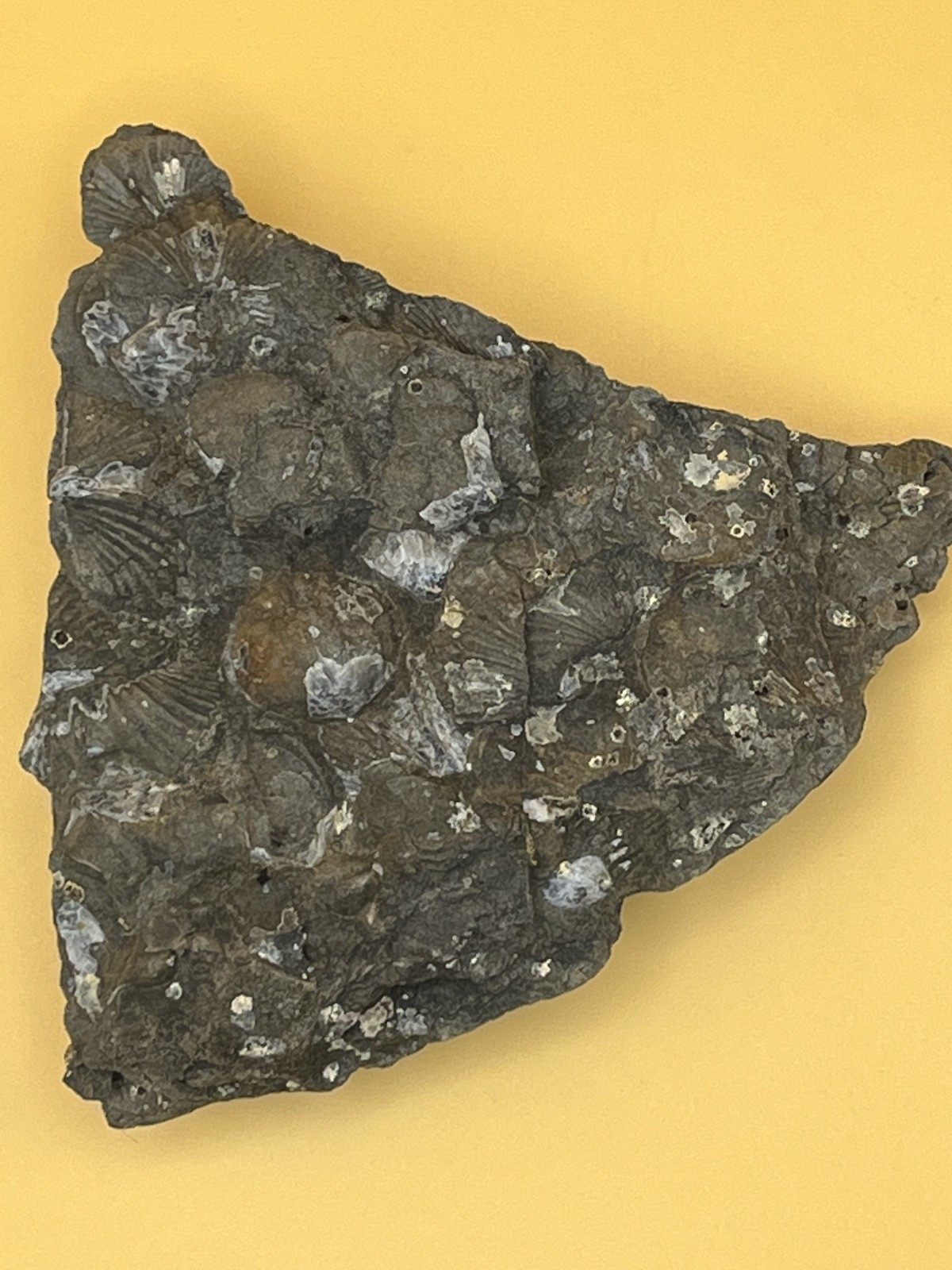 Stone with Dozens of Brachiopod/Scollop Sea Shell Fossils