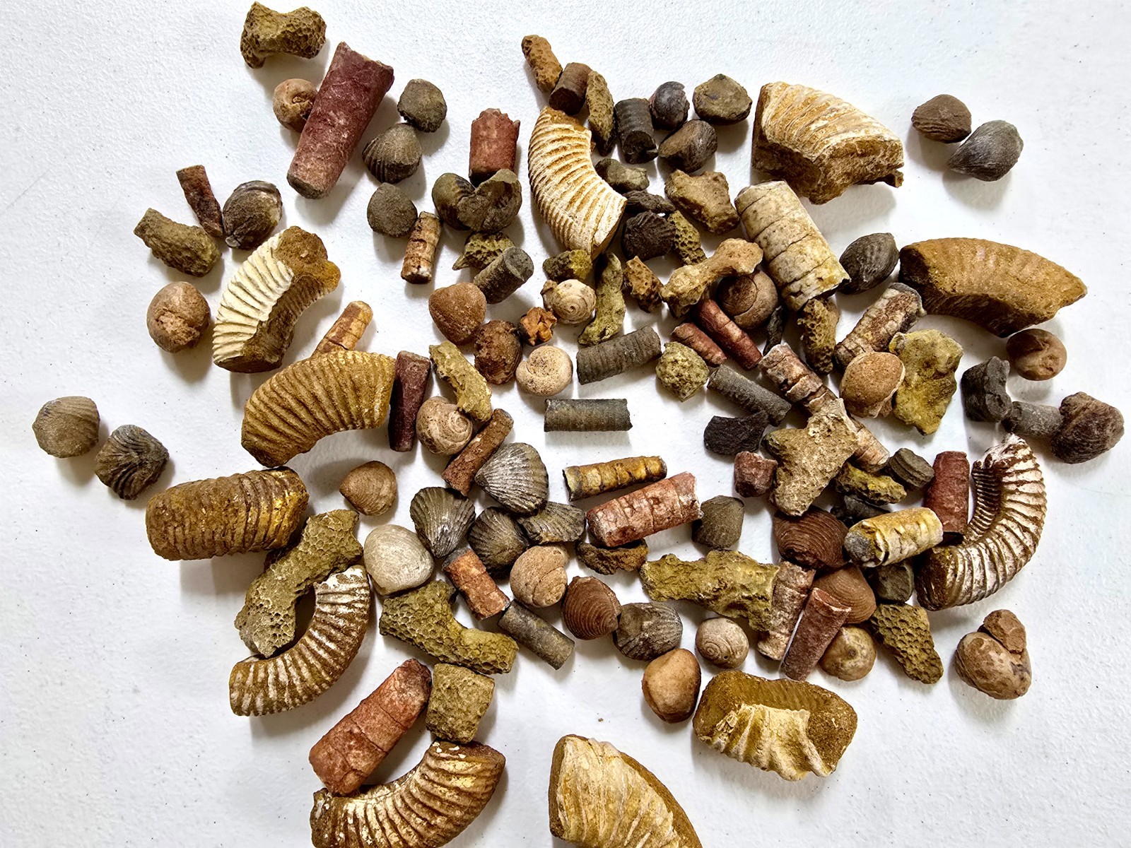 Fossils Mix Bulk Moroccan Assorted Ammonite Brachiopods Gastropods & More
