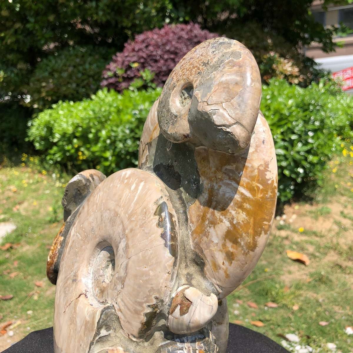 14.71LB Rarem Natural Tentacle Ammonite Fossil Specimen Shell Healing Madagas