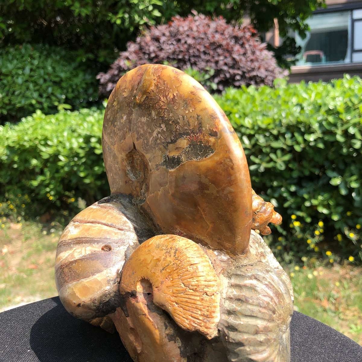 5.08LB Rarem Natural Tentacle Ammonite Fossil Specimen Shell Healing Madagas