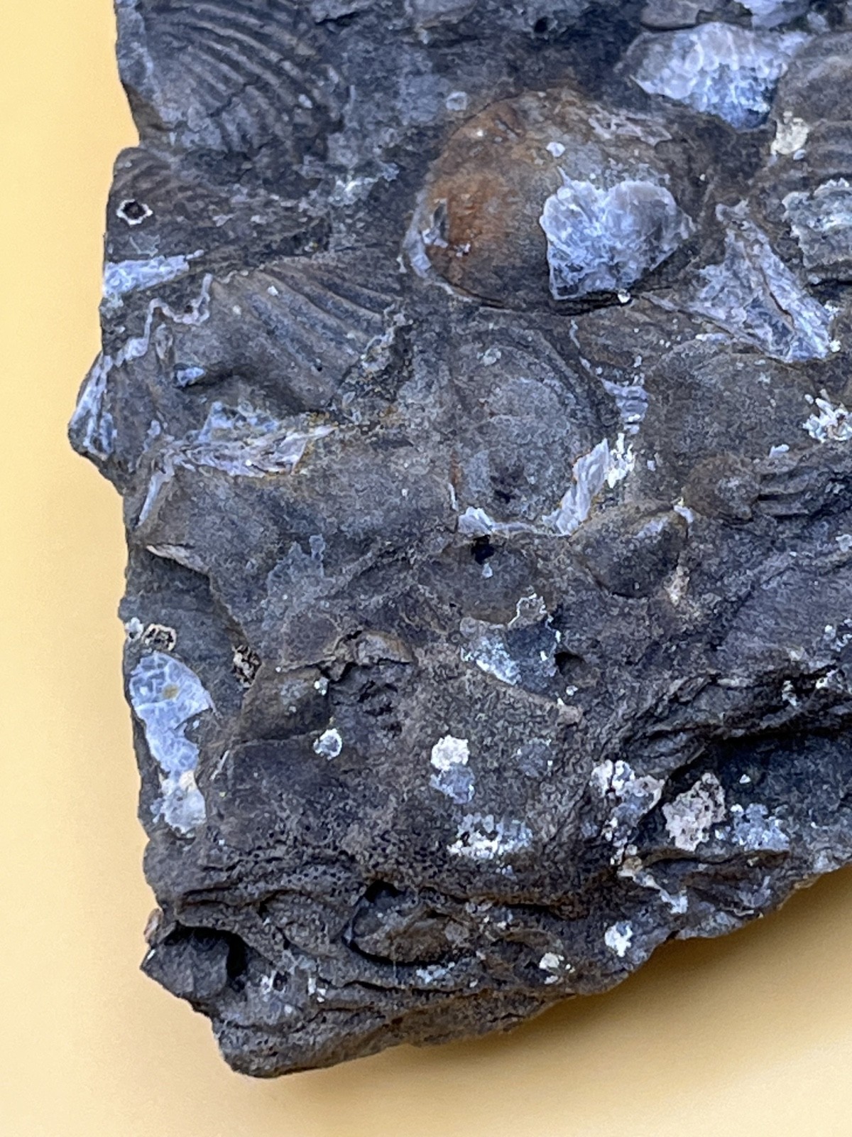 Stone with Dozens of Brachiopod/Scollop Sea Shell Fossils