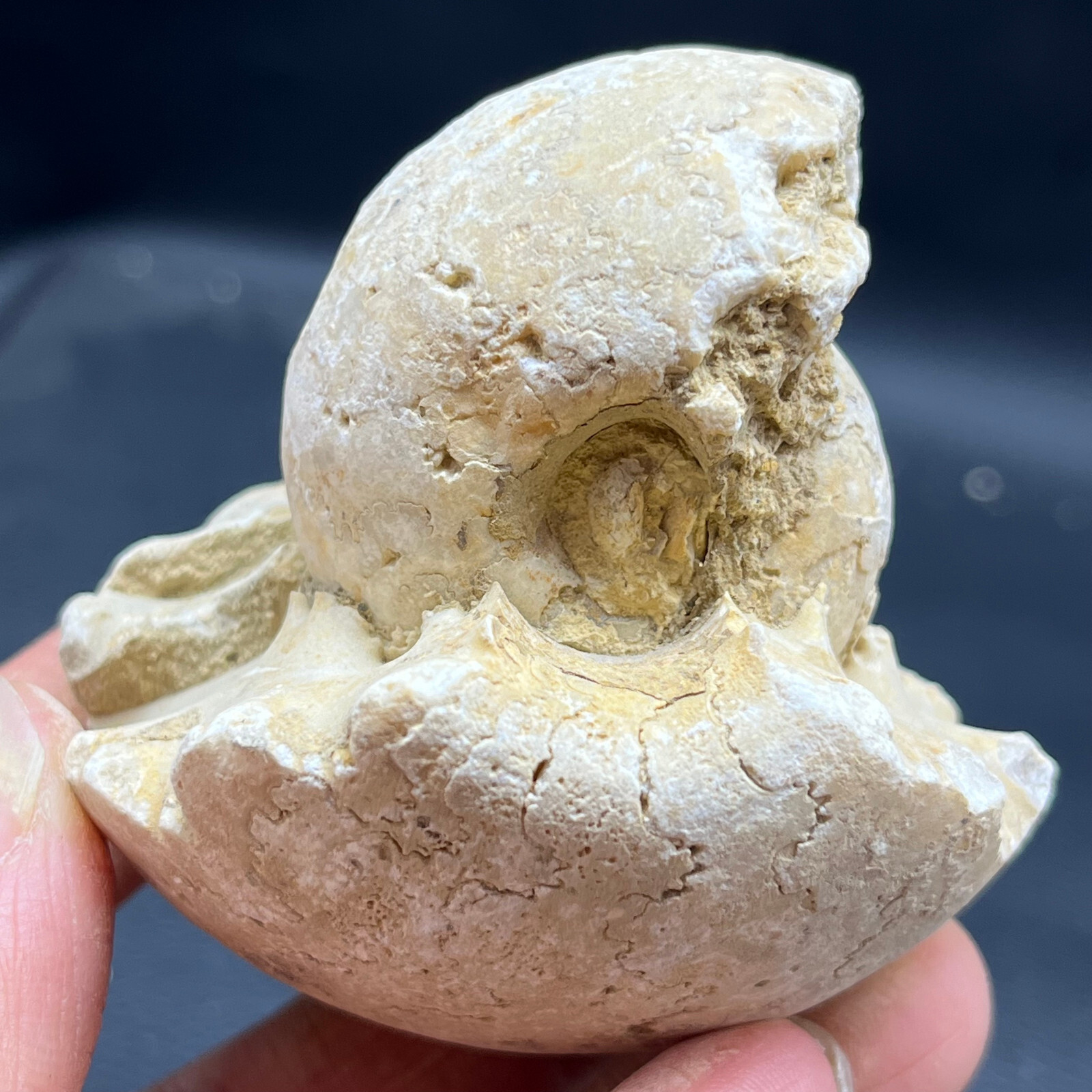 180G Natural conch specimens from Madagascar Rough without any treatment V17