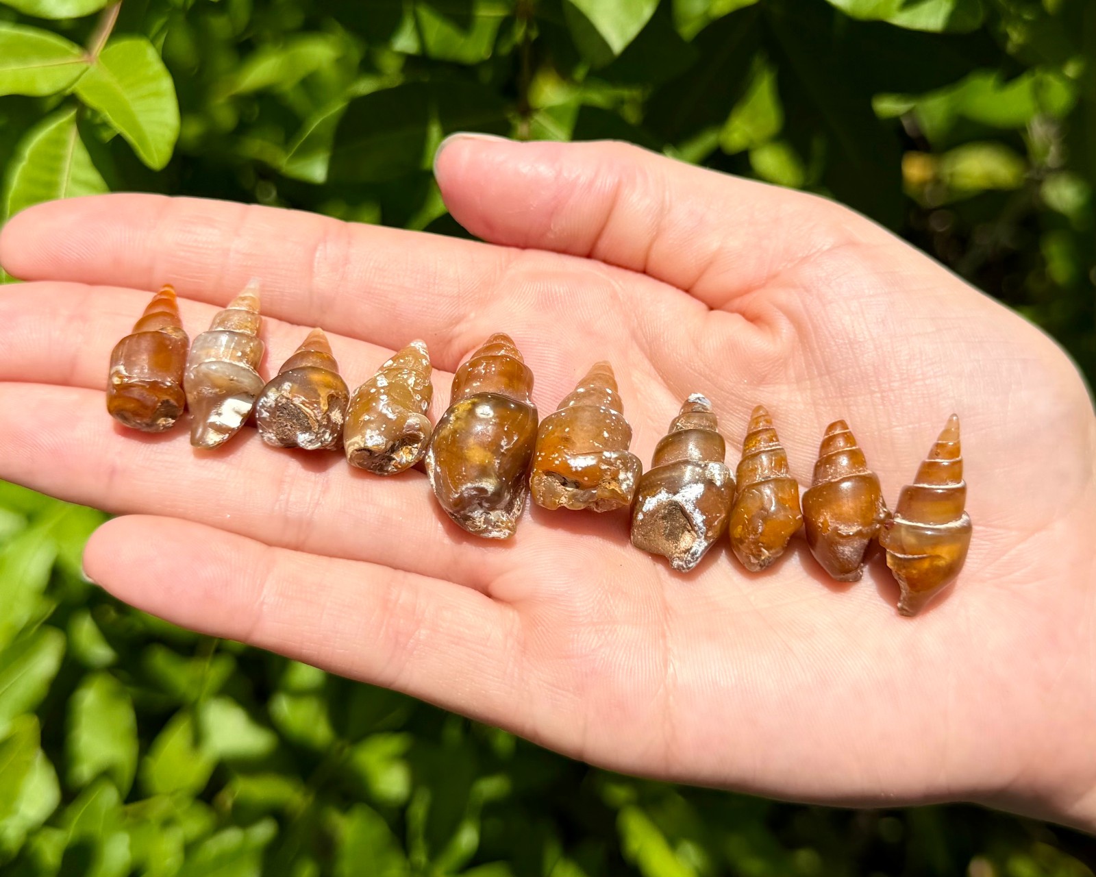 Agatized Shell Fossils From Morocco – Natural Fossilized Shell Specimens