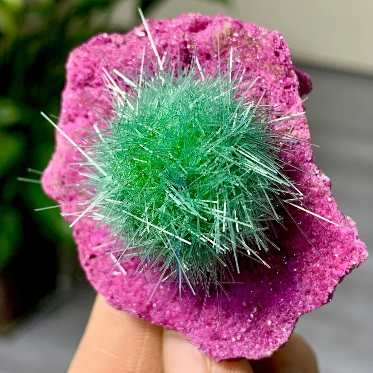 Rare Dandelion Zeolite Cluster Quartz Geode Specimens Mineral Crystal Decor