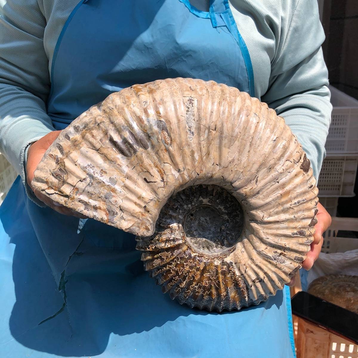17.75LB Natural Beautiful Ammonite Fossil Conch Crystal Specimen Healing 5386