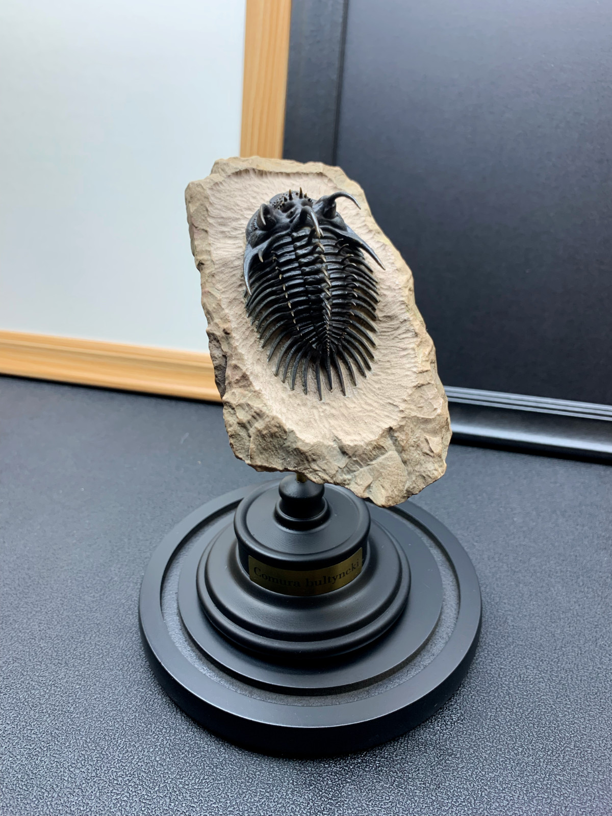 1:1 Comura Bullyneki Trilobite Resin Replica, Spiny Trilobite Fossil Display