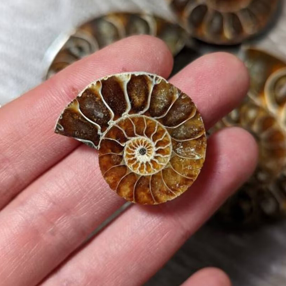 2pc Half Cut Natural Ammonite Shell Fossil Specimen Madagascar Collection Gem