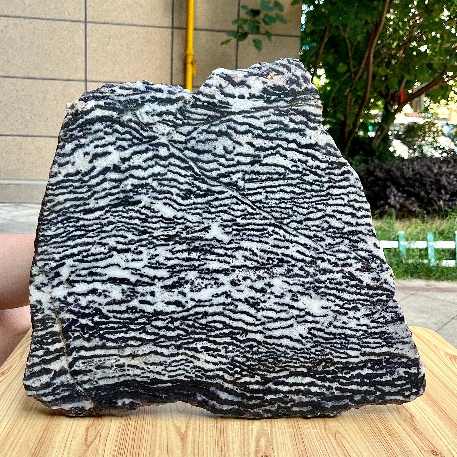 10.5 lb Polished Zebra Stone Freeform Slab Black White Stripe Crystal Specimen