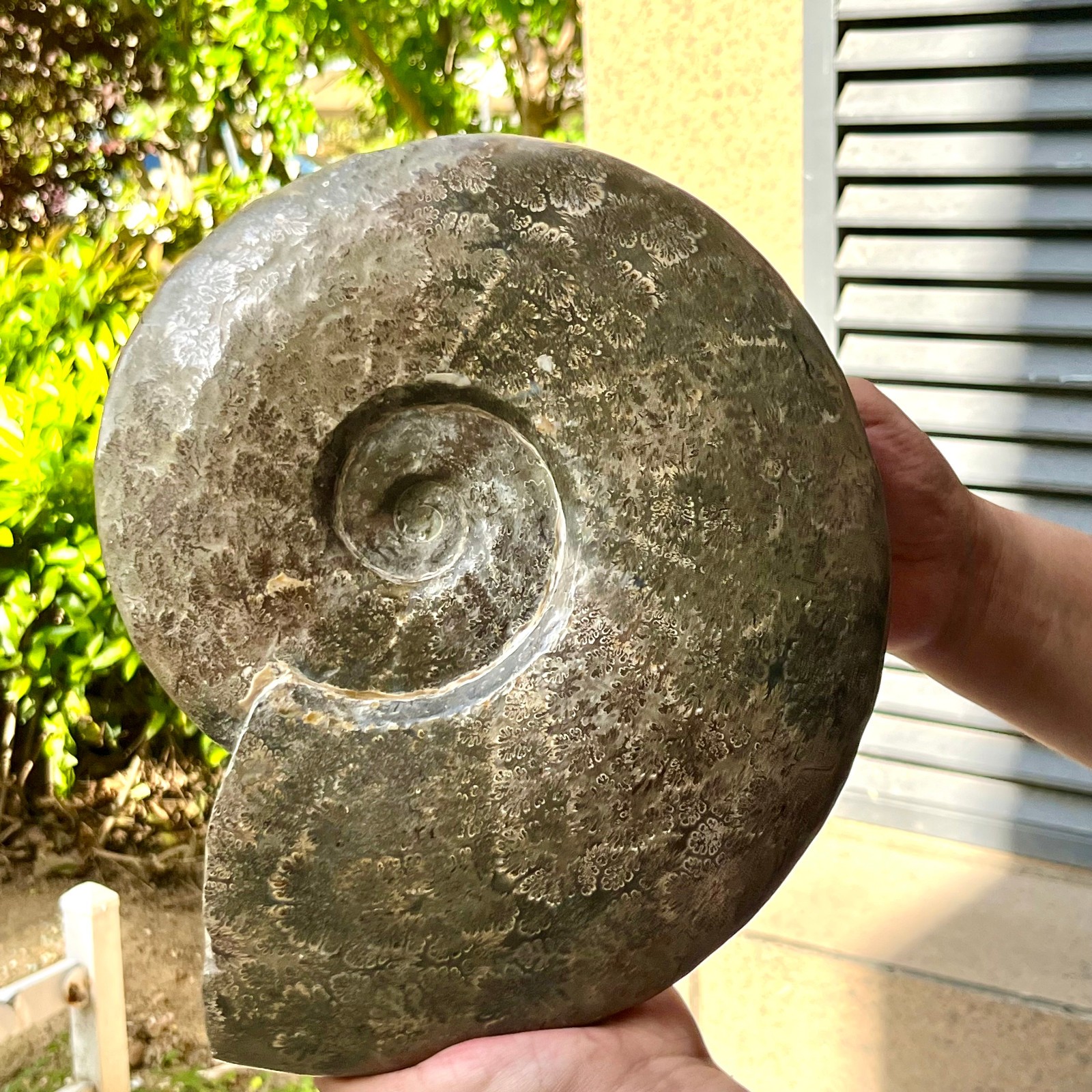 Polished Conch Shell Specimen Polished w/ Ammonite Pattern 11.08 lb