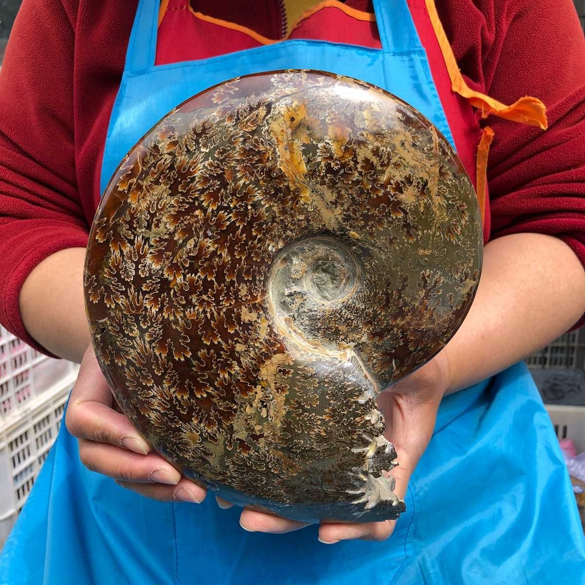 3.76LB Rare! Natural Tentacle Ammonite Specimen Healing Madagascar