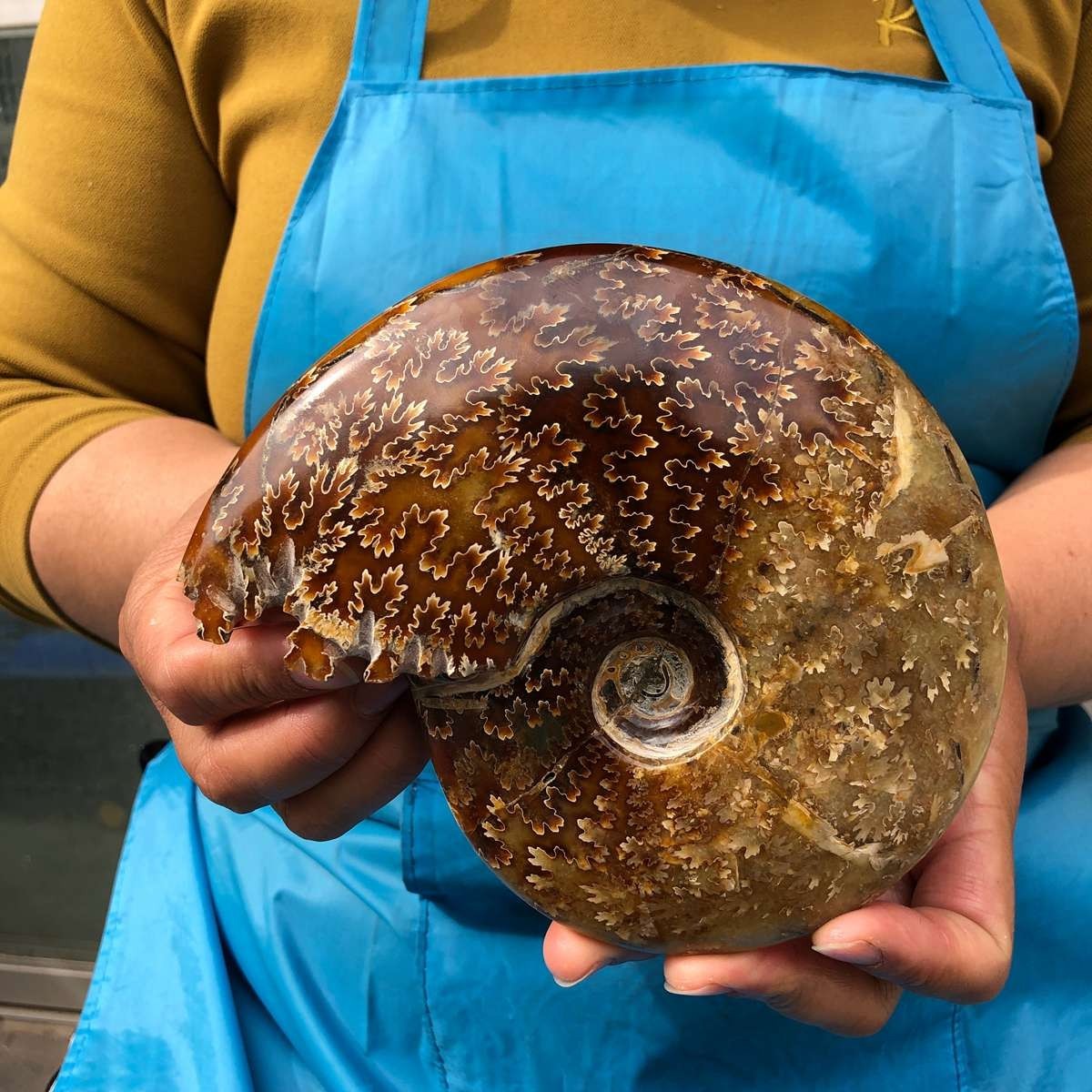 2pcs 3.47LB Natural Beautiful Ammonite Fossil Conch Crystal Specimen Healing