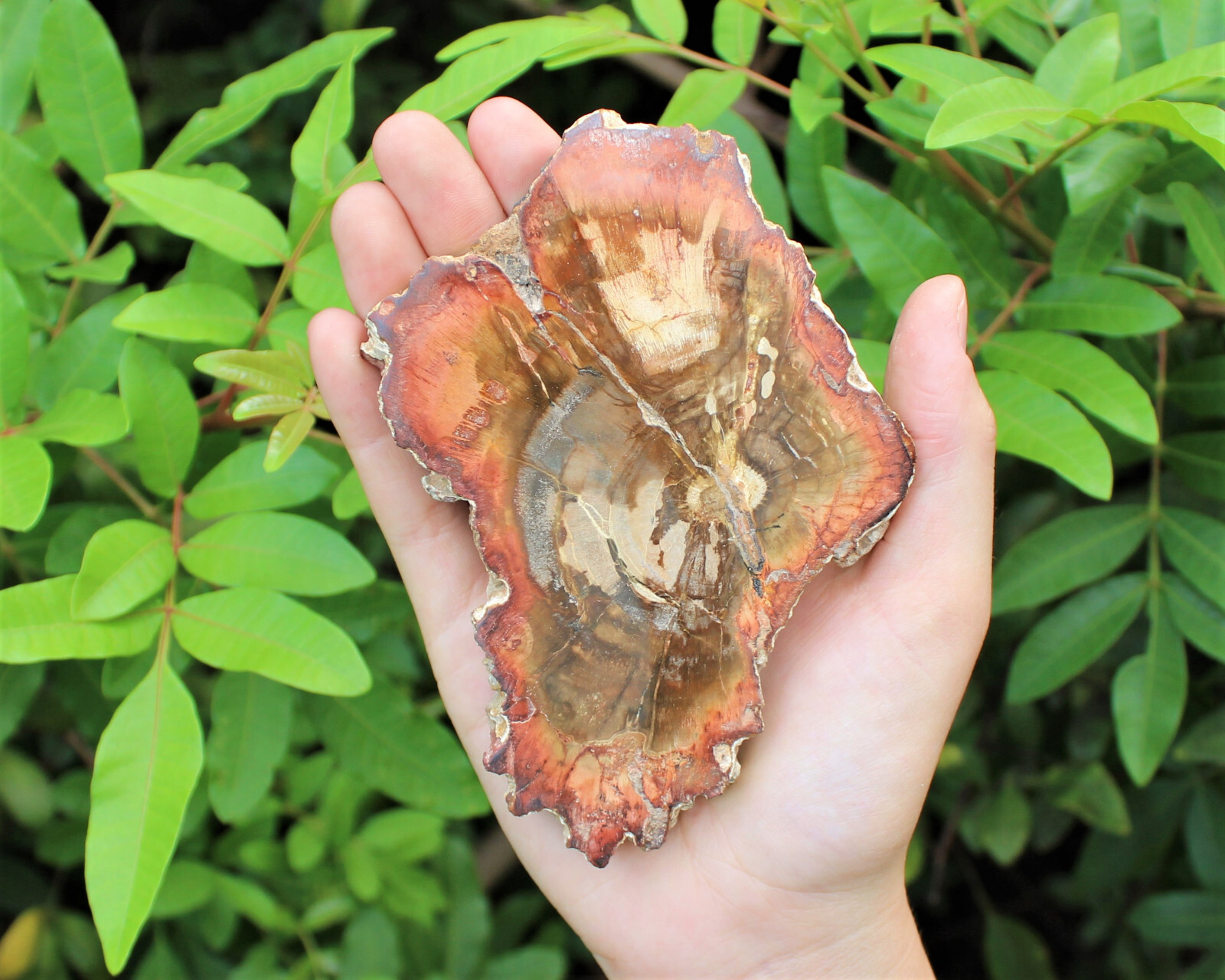 LARGE Petrified Wood Slabs 3.5 – 6″ (Fossilized Wood, Polished Petrified Wood)