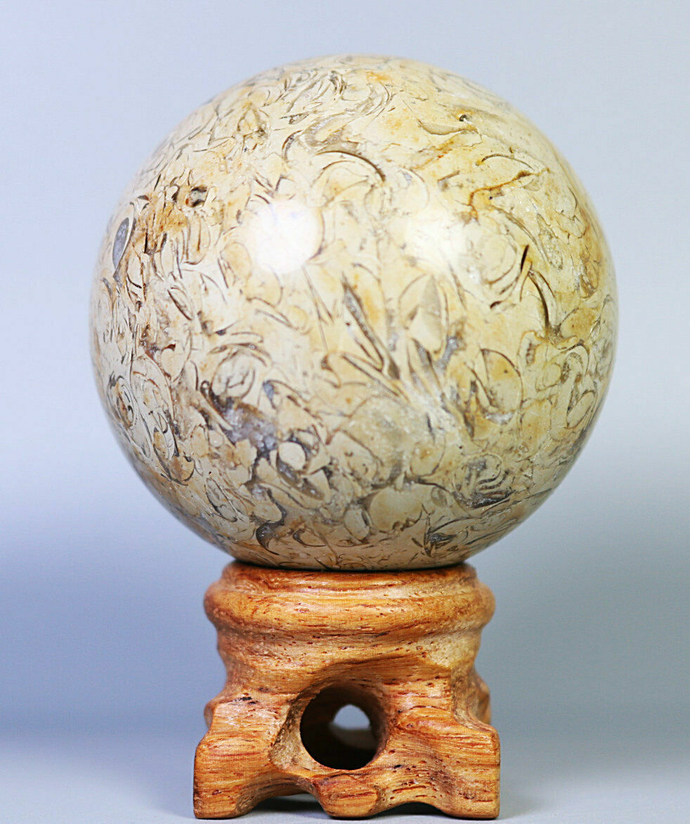 Natural Shell Fossil Quartz Crystal Sphere Ball Stone Healing Mineral Specimen