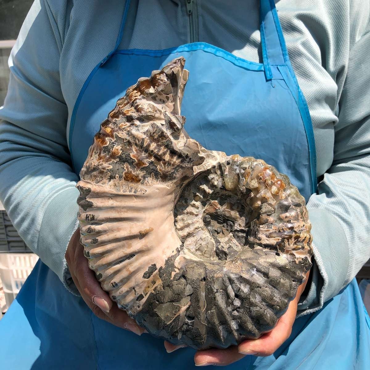 7.65LB Natural Beautiful Ammonite Fossil Conch Crystal Specimen Healing 5388