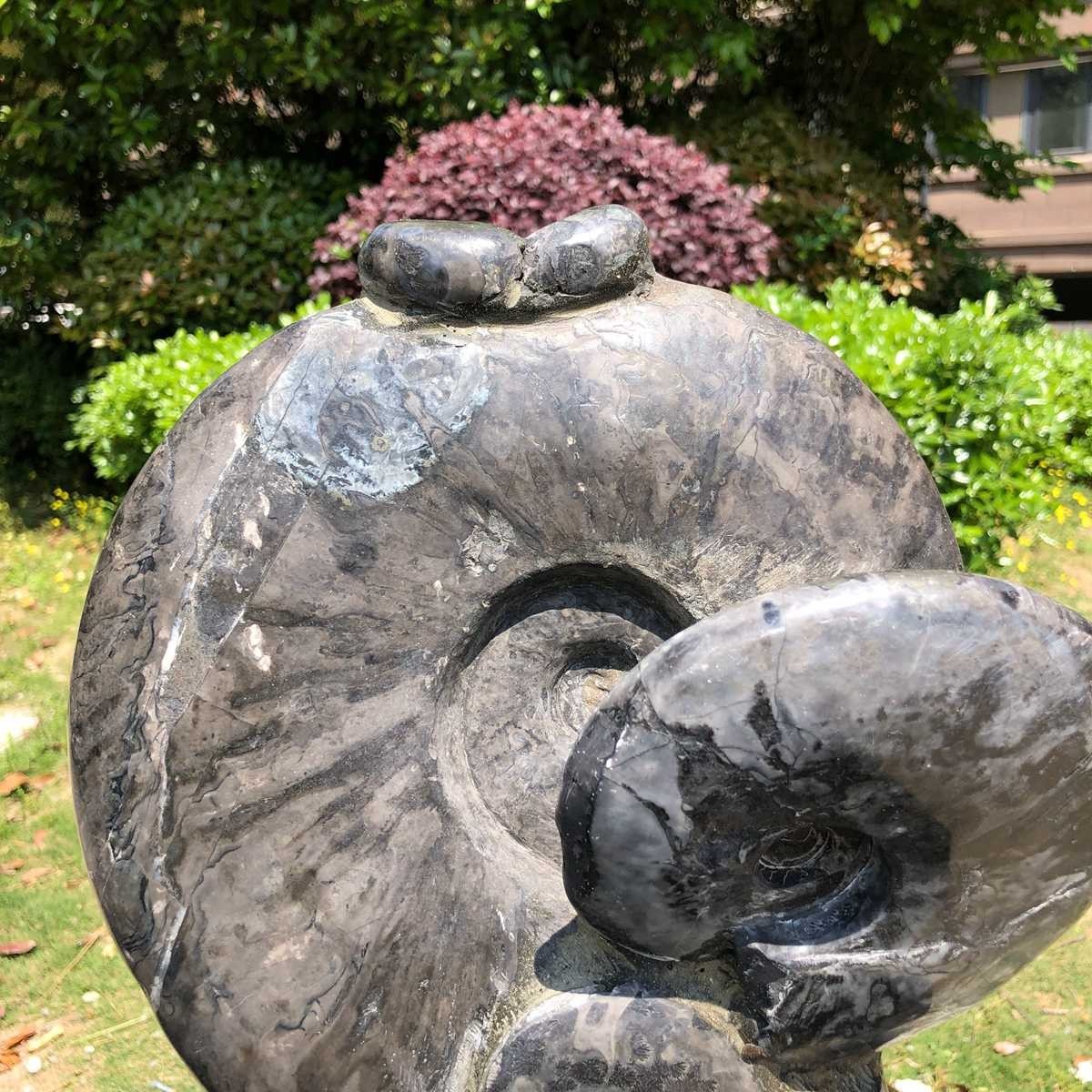 15.24LB Natural Beautiful Ammonite Fossil Conch Crystal Specimen Healing 5100