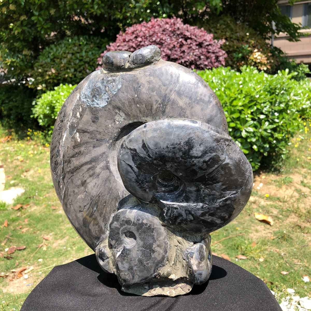 15.24LB Natural Beautiful Ammonite Fossil Conch Crystal Specimen Healing 5100