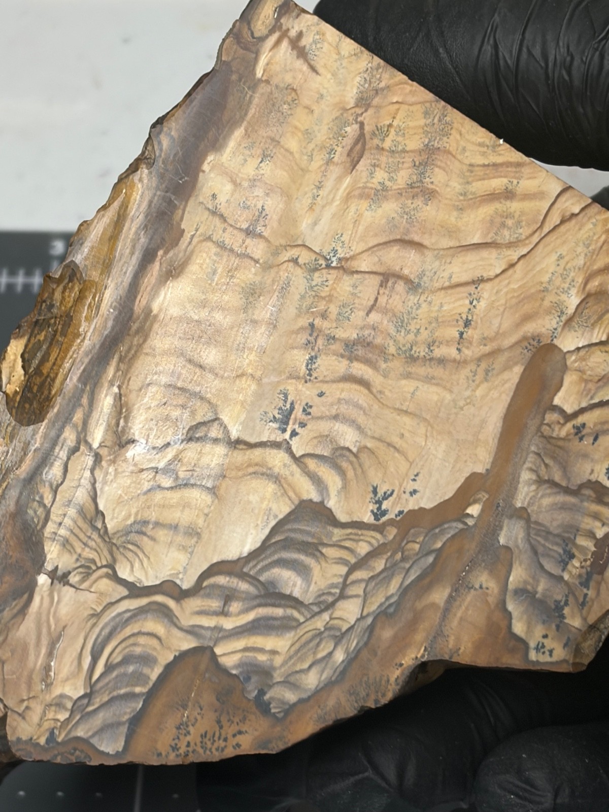 Rare Blue Biggs Picture Jasper Faced Polished Specimen AAA Quality Mountains