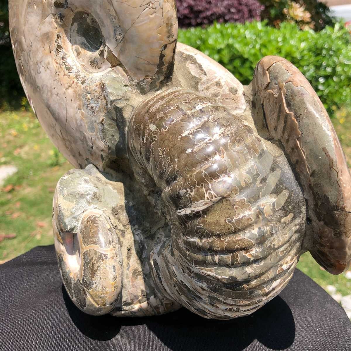 14.71LB Rarem Natural Tentacle Ammonite Fossil Specimen Shell Healing Madagas
