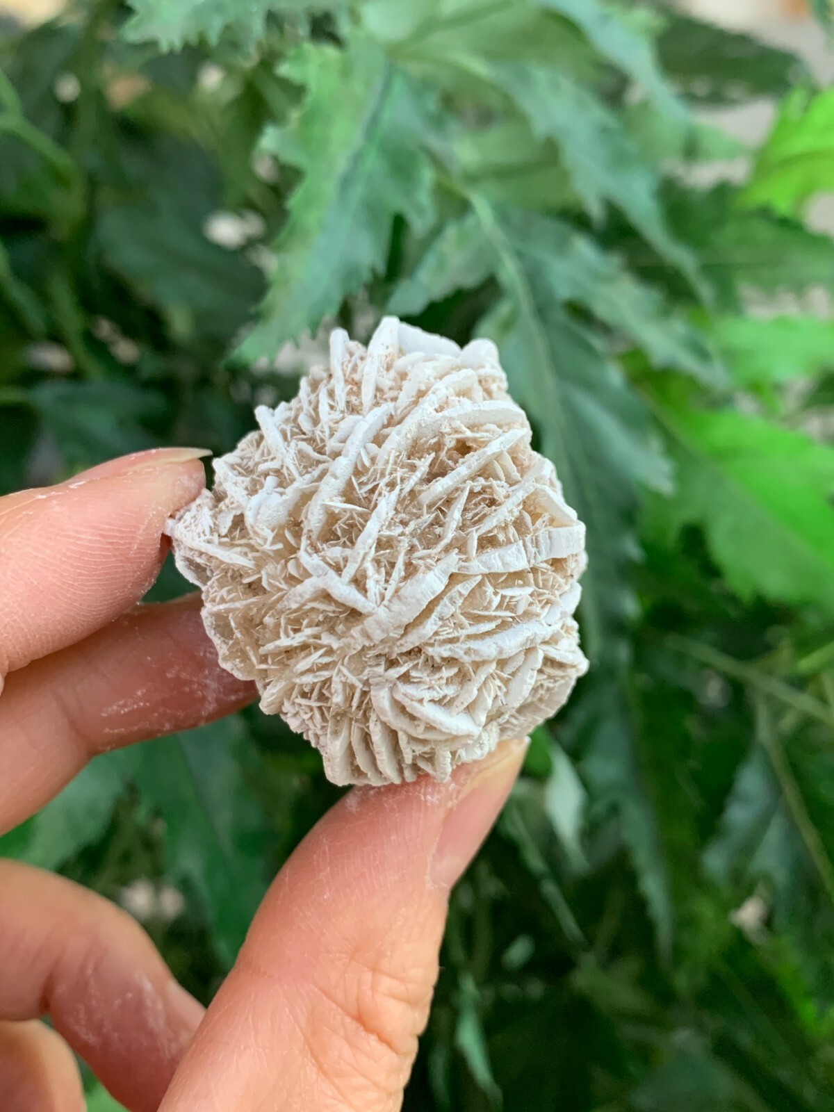 Desert Rose Selenite, 1.25-1.75 Inch Desert Gypsum Rose, Wholesale Bulk Lot