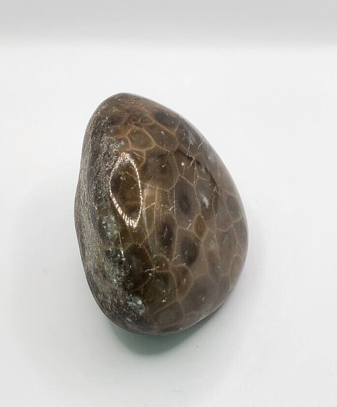 Natural Michigan Petoskey Stone with Polished Side 2-1/2×2-1/4×1-1/2 inches 161g