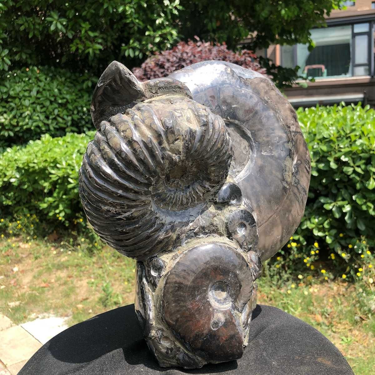 15.24LB Natural Beautiful Ammonite Fossil Conch Crystal Specimen Healing 5122