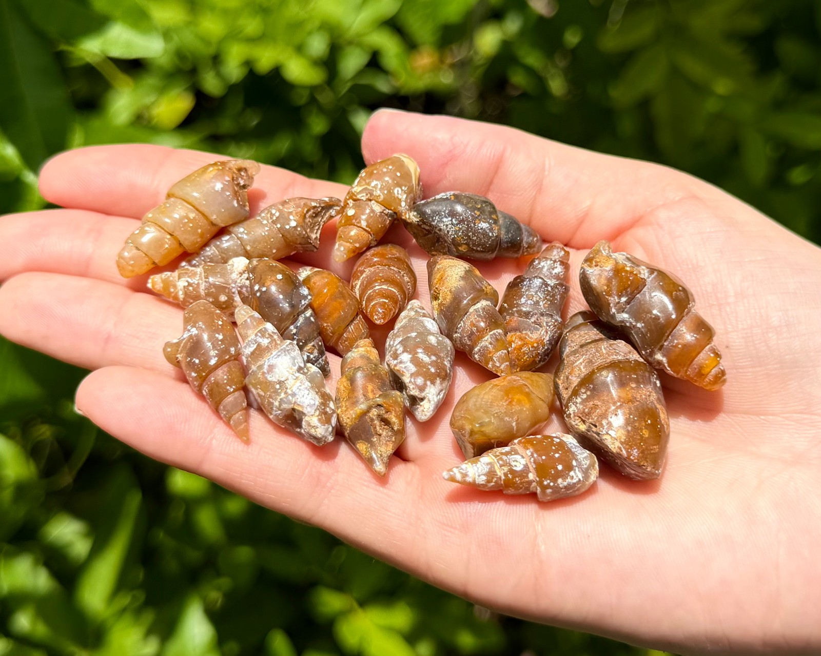 Agatized Shell Fossils From Morocco – Natural Fossilized Shell Specimens