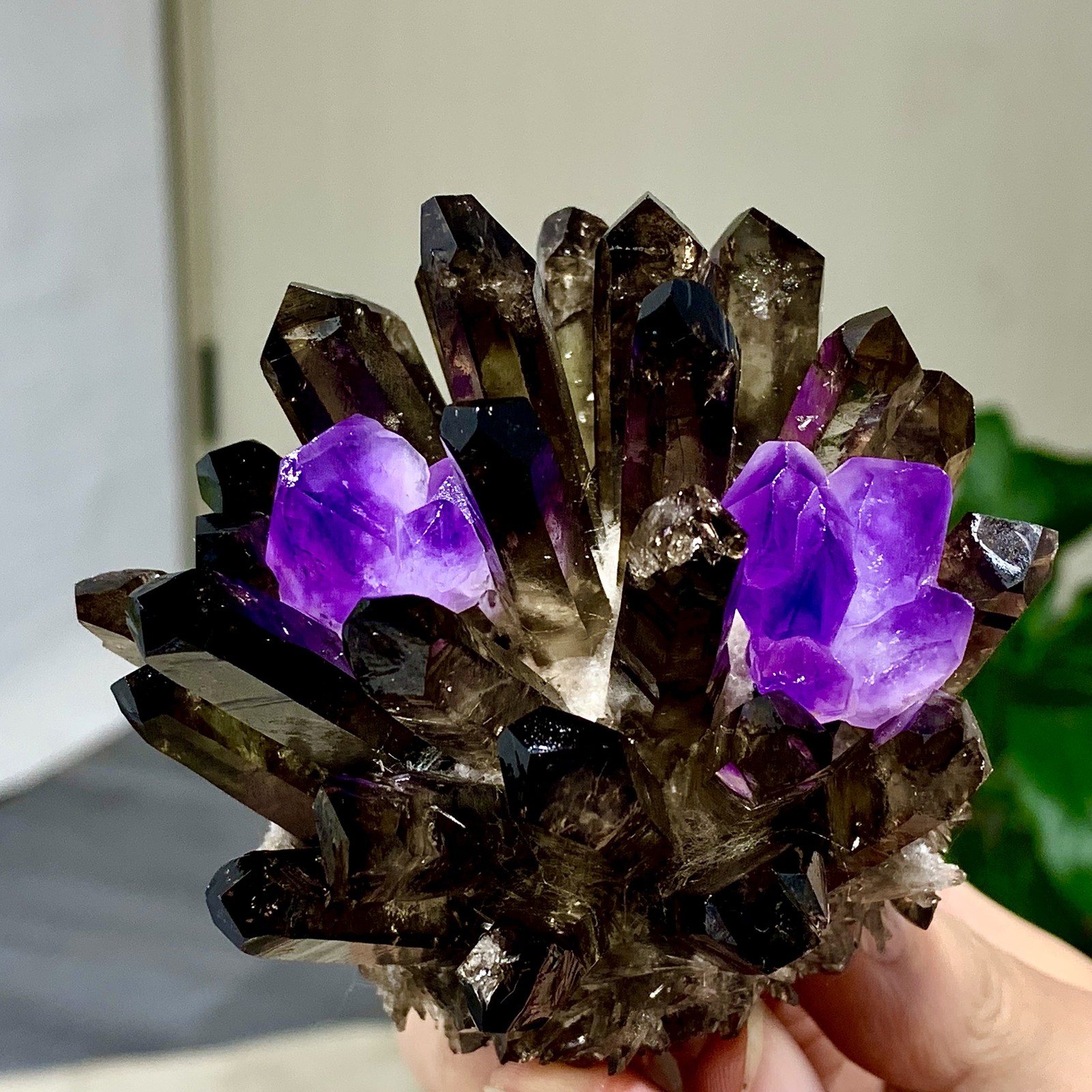 308G New Find black+purple Phantom Quartz Crystal Cluster Mineral Specimen