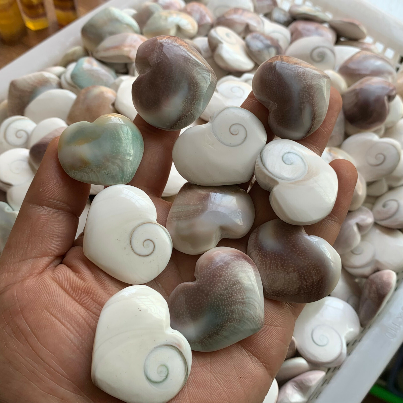 1LB Random Natural shell fossil crystal heart craft conch healing