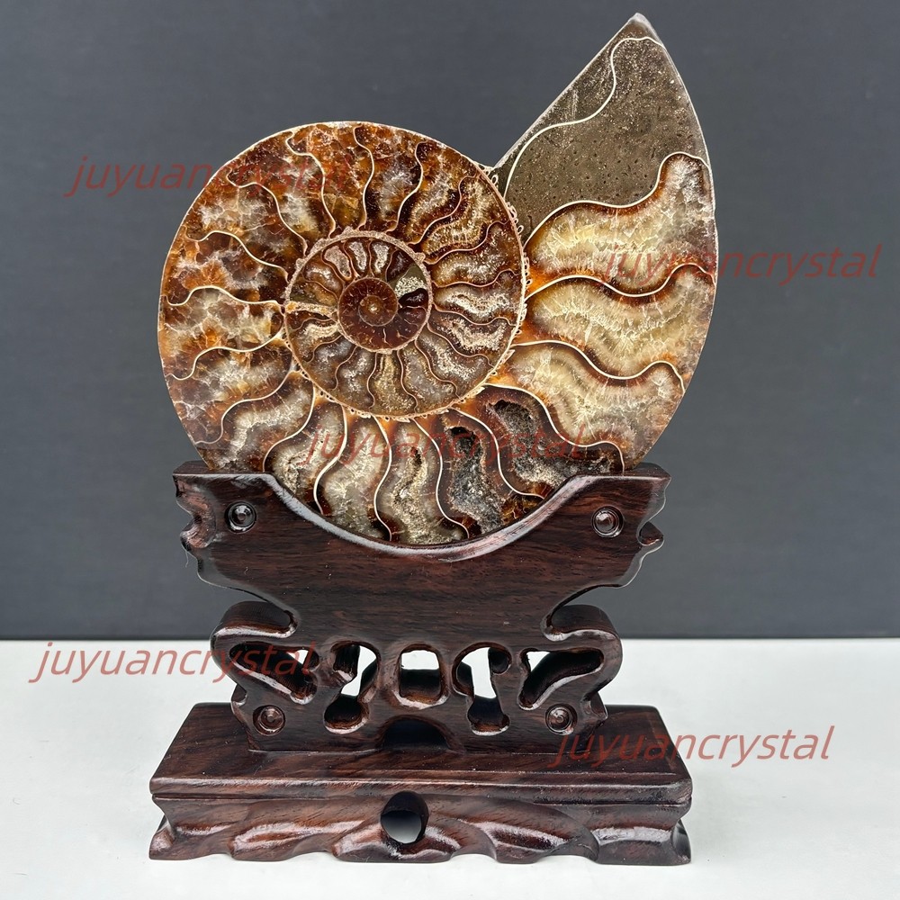 Natural Ammonite Fossil Conch Crystal Specimen Healing + Stand 1pc