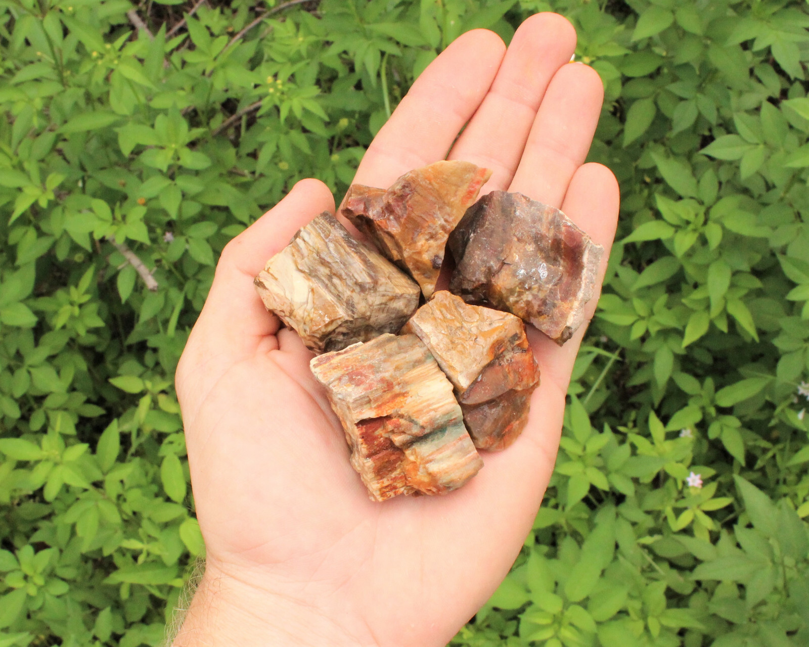 Rough Petrified Wood: Choose How Many Pieces (Natural Raw Fossilized Wood)