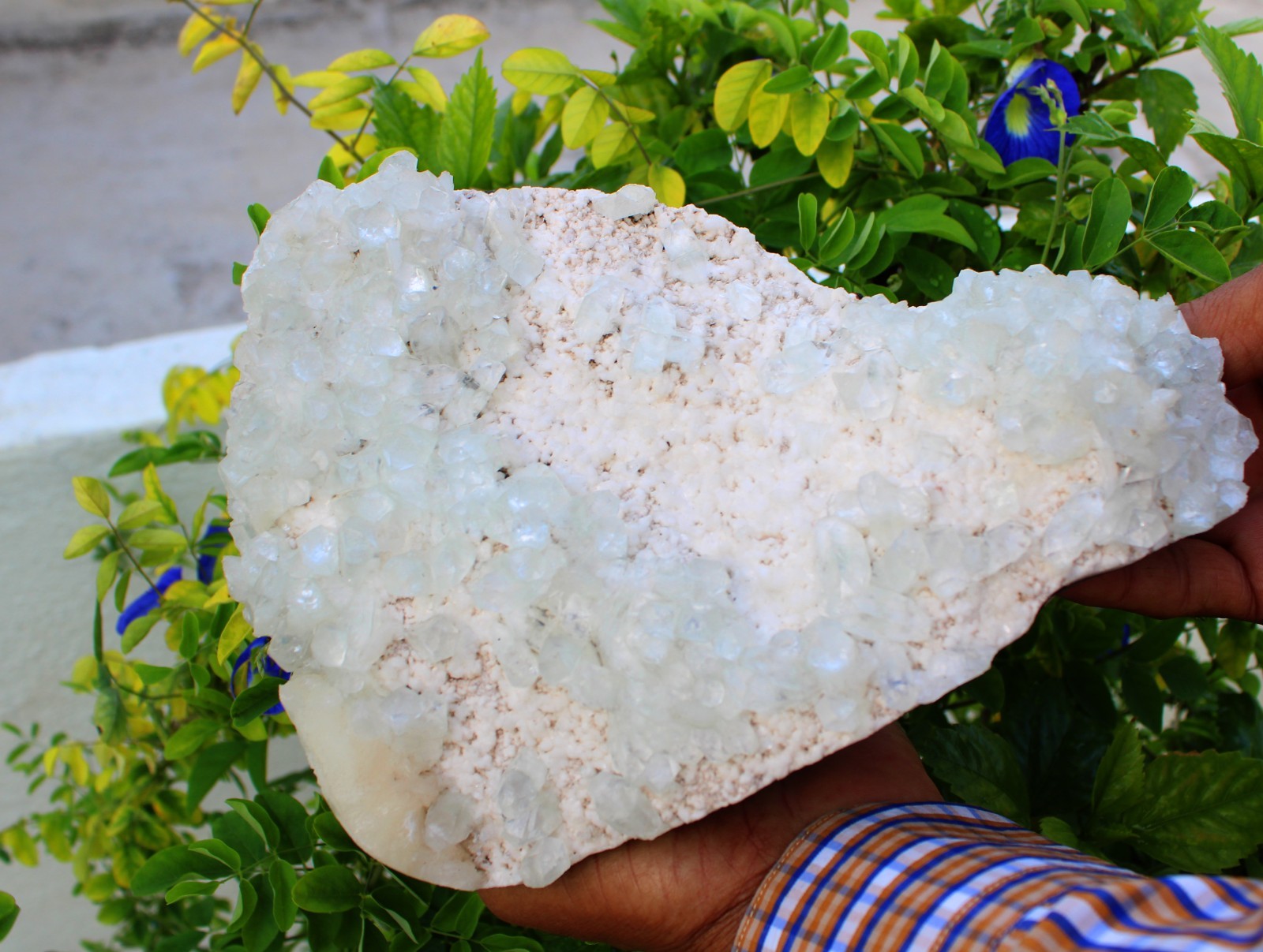Green Apophyllite Crystals Format On Matrix Minerals Specimen