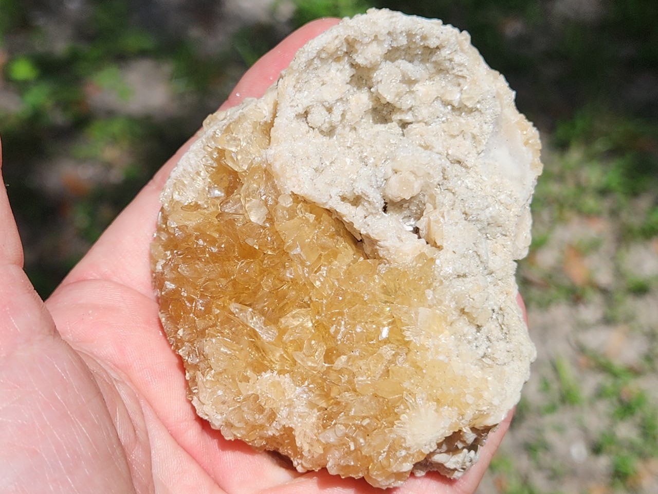 Calcite WHELK Shell Fossil Rucks Pit Florida dogtooth UV crystal honey cluster
