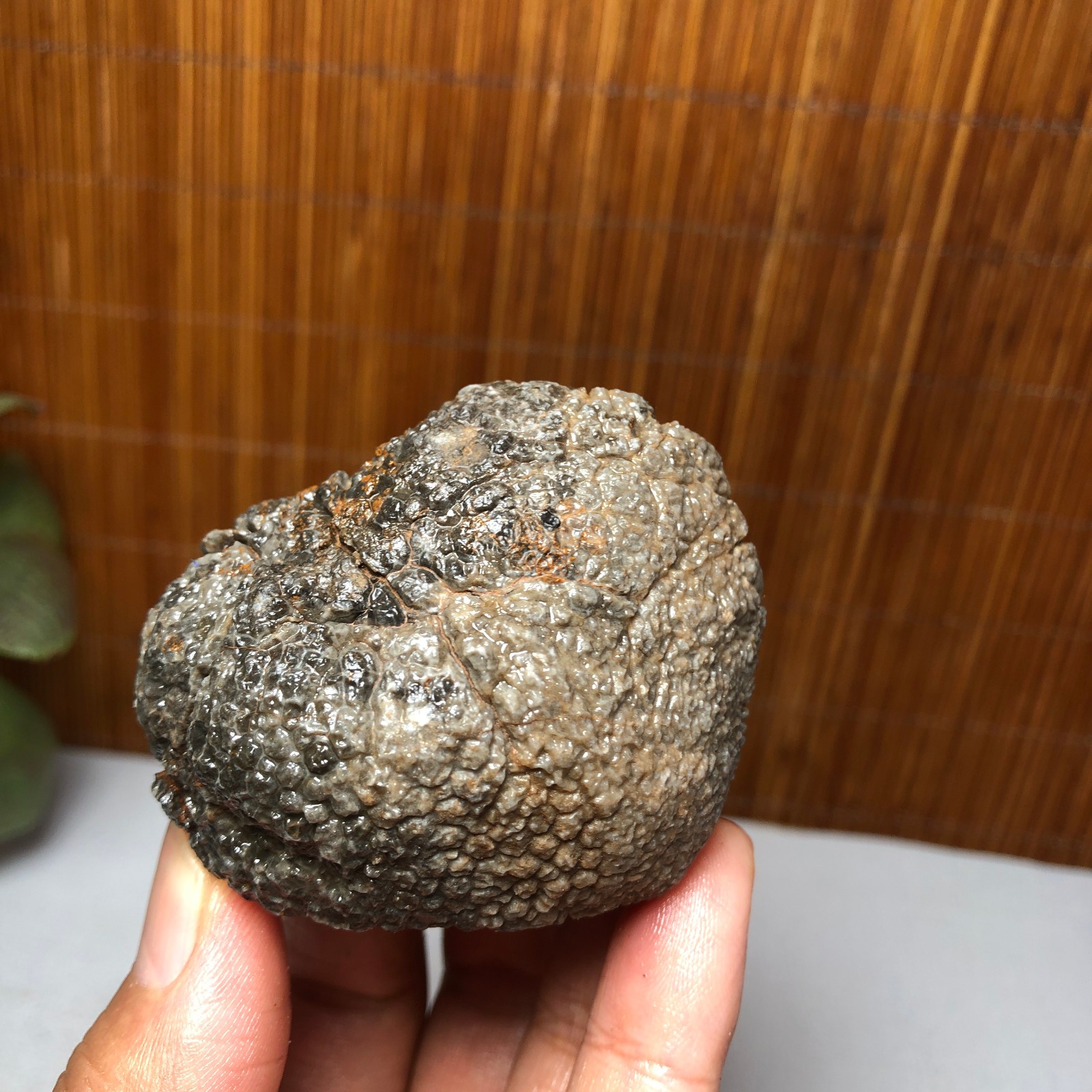 56mm Rare Rugose Coral Slab original Actinocyathus Morocco 133g A9418