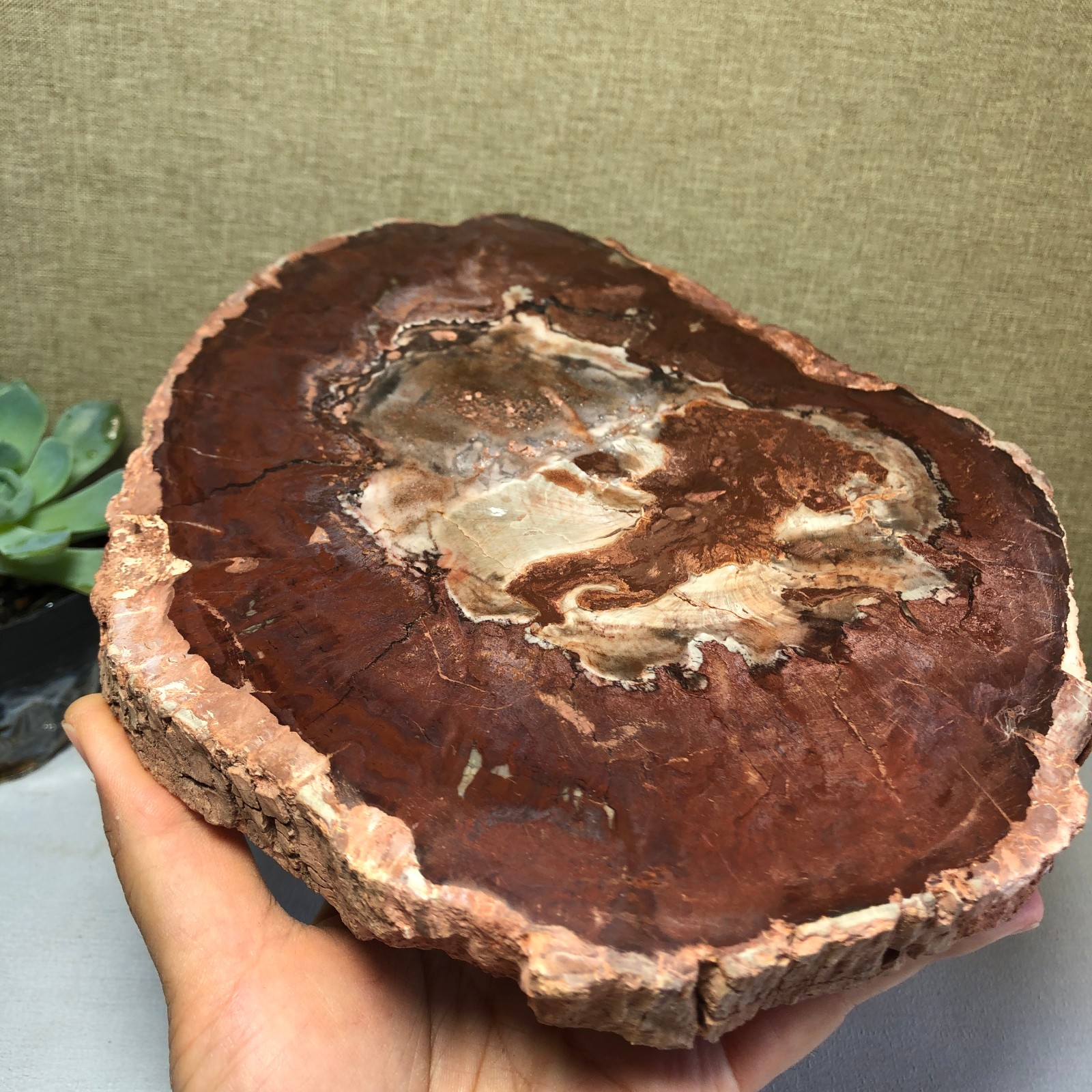 1.64kg natural Beautiful Petrified Wood Crystal mineral Slice Specimens g7687