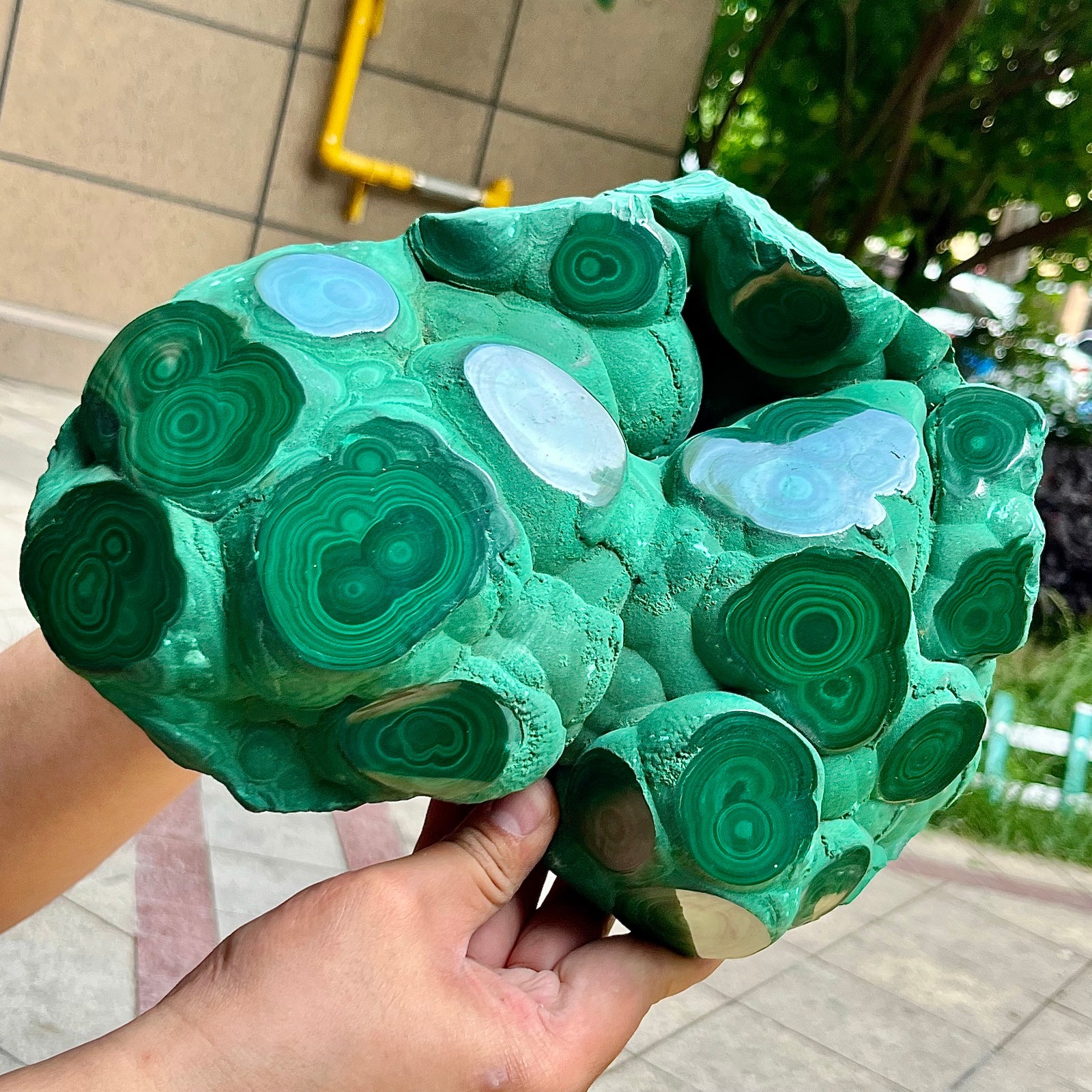 15.6 lb Congo Malachite Eye Pattern Partially Polished Freeform Raw Back Mineral