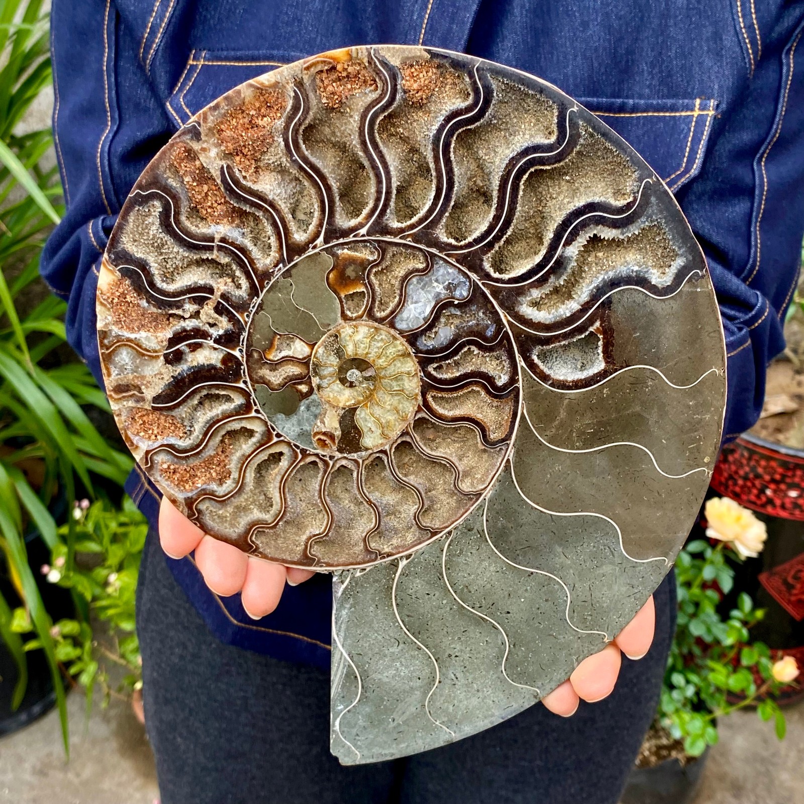 3.21LB Rare! Natural Tentacle Ammonite FossilSpecimen Shell Healing Madagascar