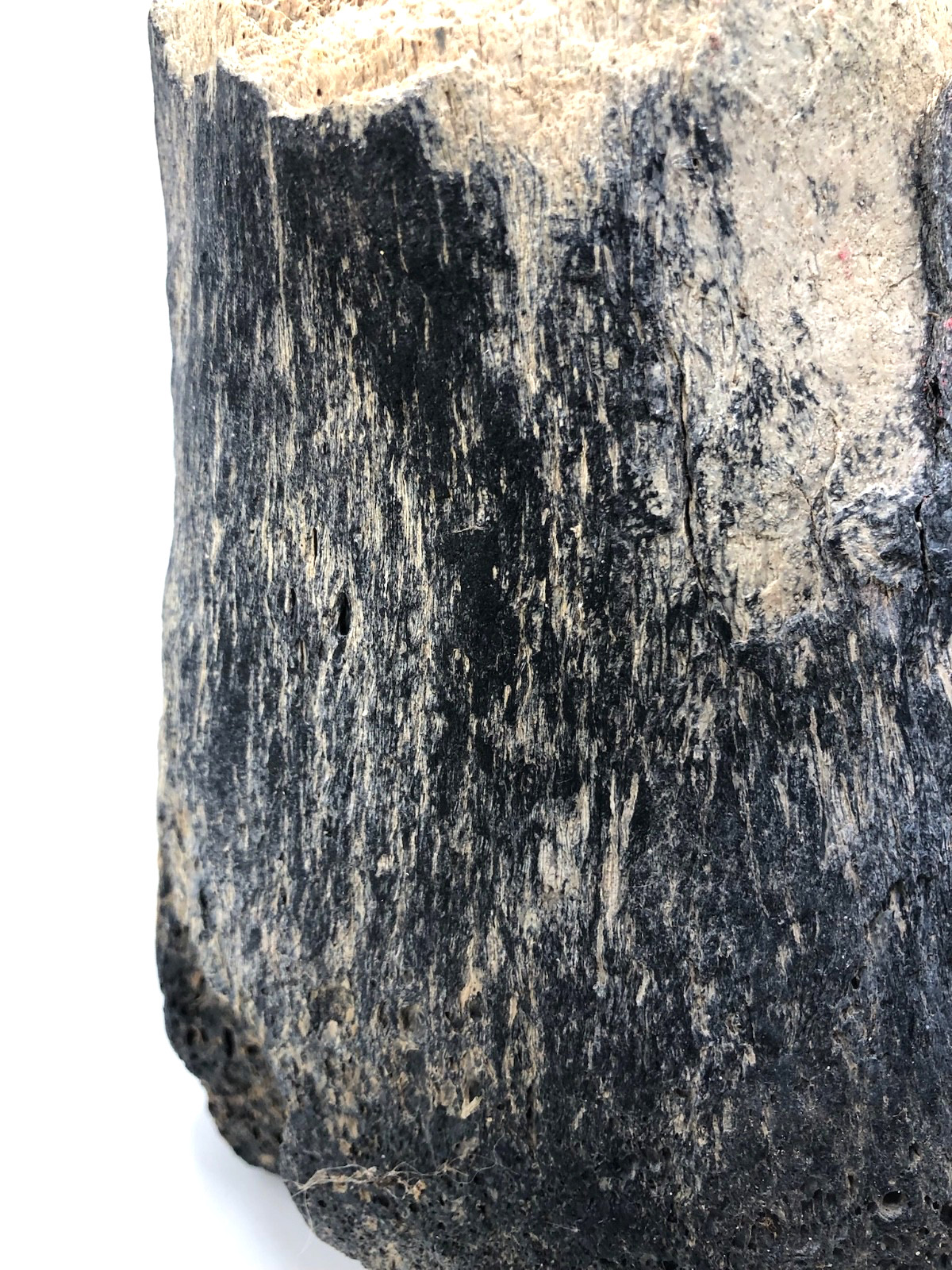 Florida Fossil” Prehistoric Bone of a Mastodon Shell Pit Find in Bradenton, FL