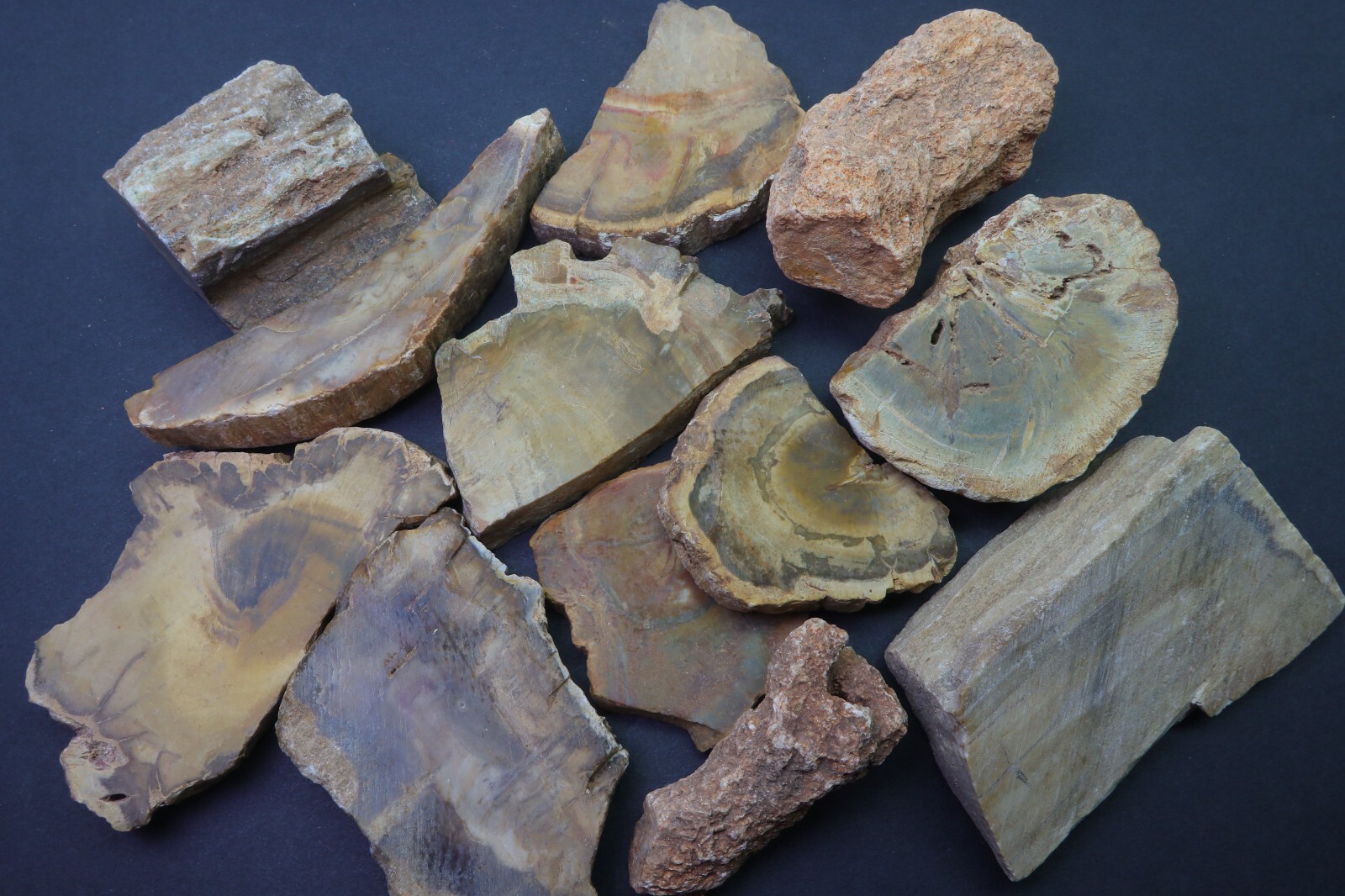Petrified Wood 1 Lb Rough Natural Stones Bulk Wholesale Raw Mineral Specimens