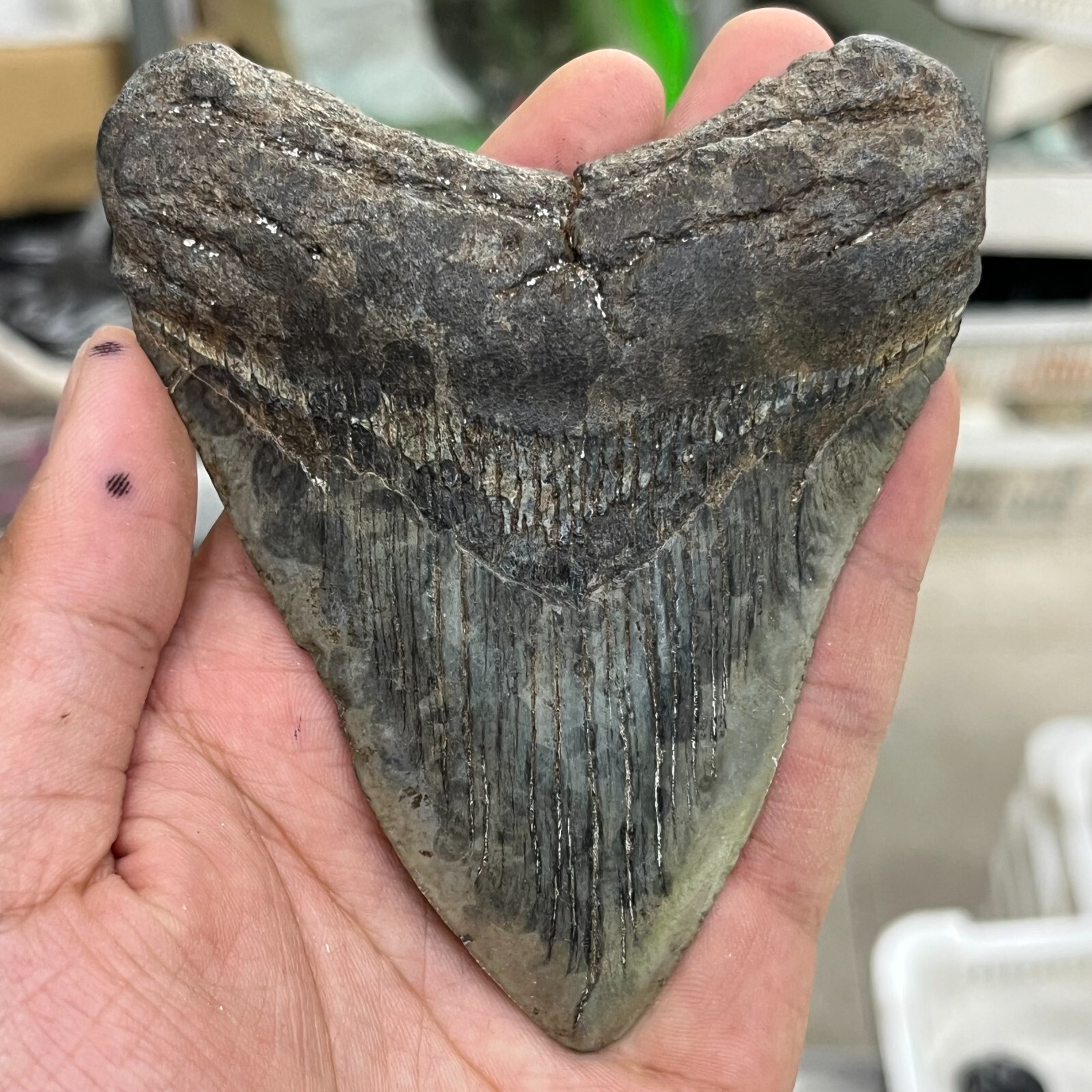 170g Natural MEGALODON SHARK TOOTH Real Fossil. NO RESTORATIONS – GEORGIA