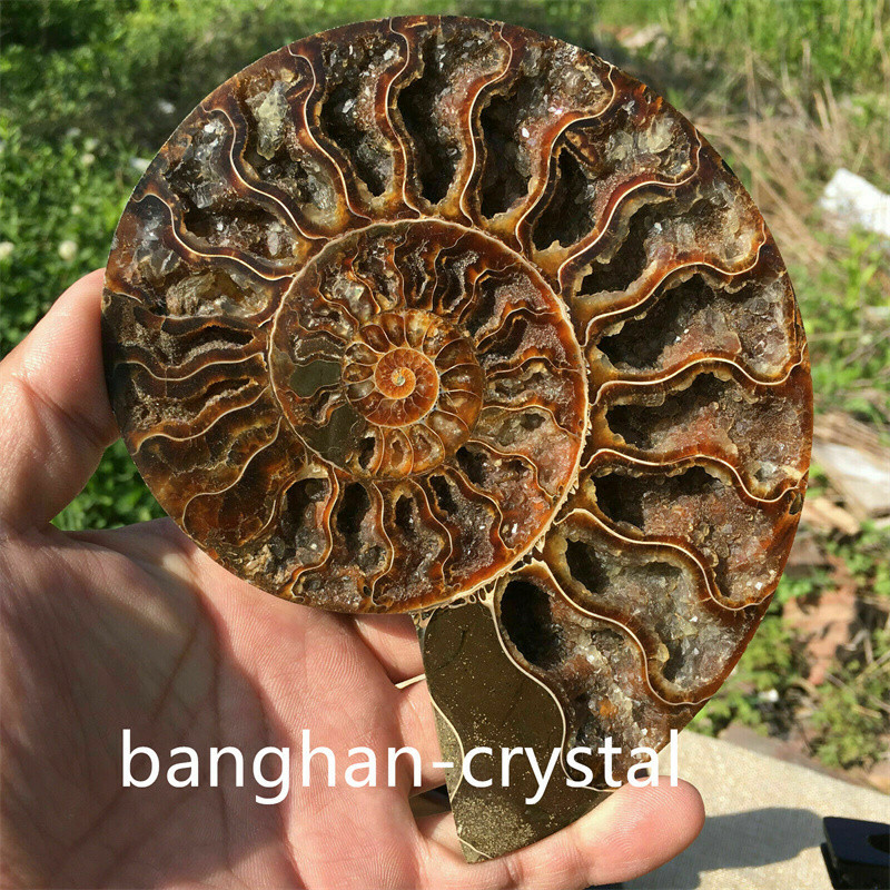 1pc Natural ammonite fossil conch Crystal specimen healing Home decoration+stand