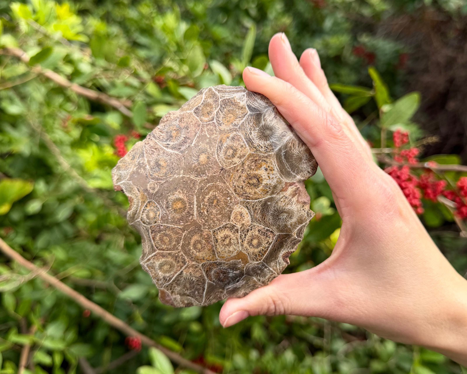 LARGE Fossilized Coral Chunks, One Side Polished Natural Fossil Coral Specimens