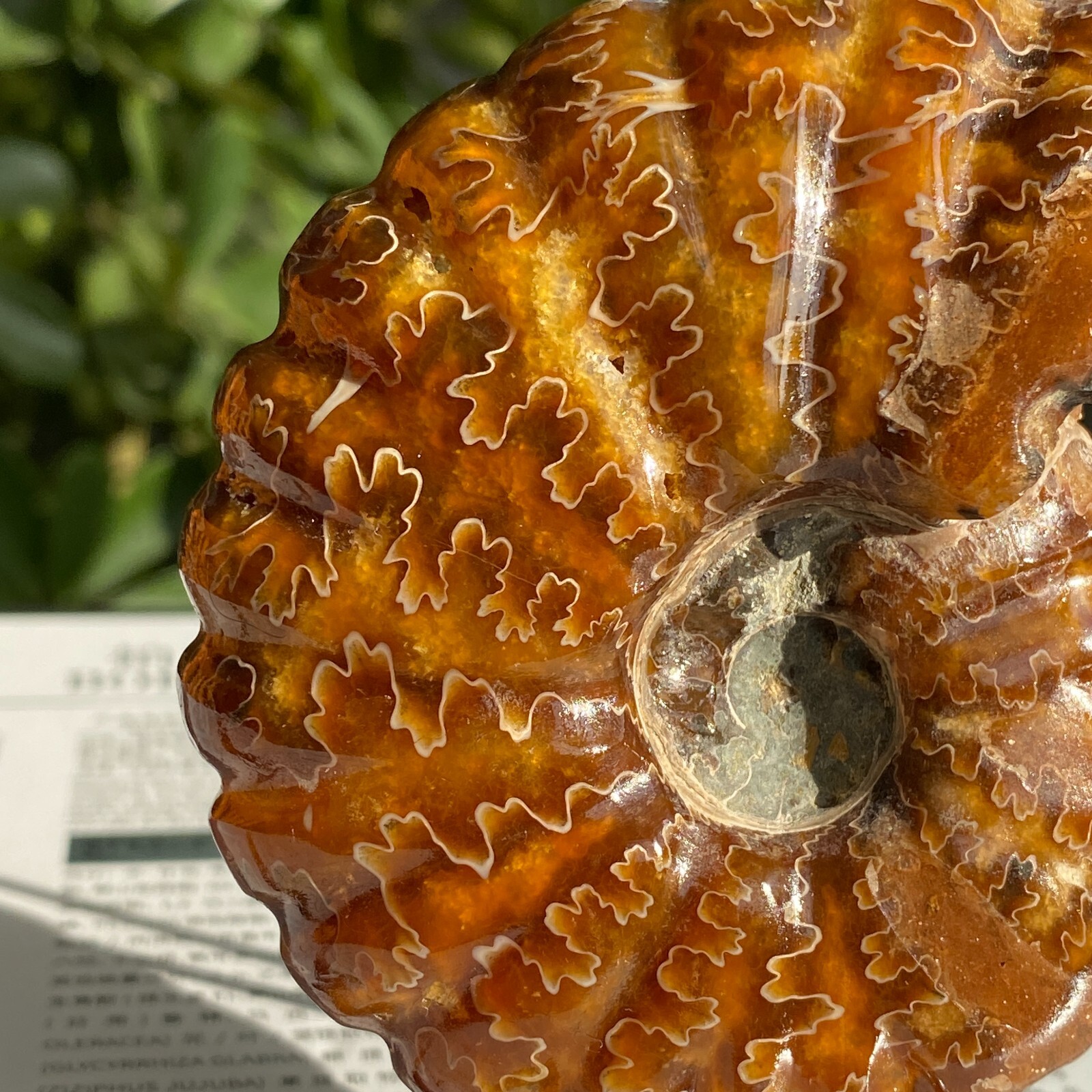 200g Top Natural Horn Screw Fossil Ammonite Conch Crystal Specimen Healing
