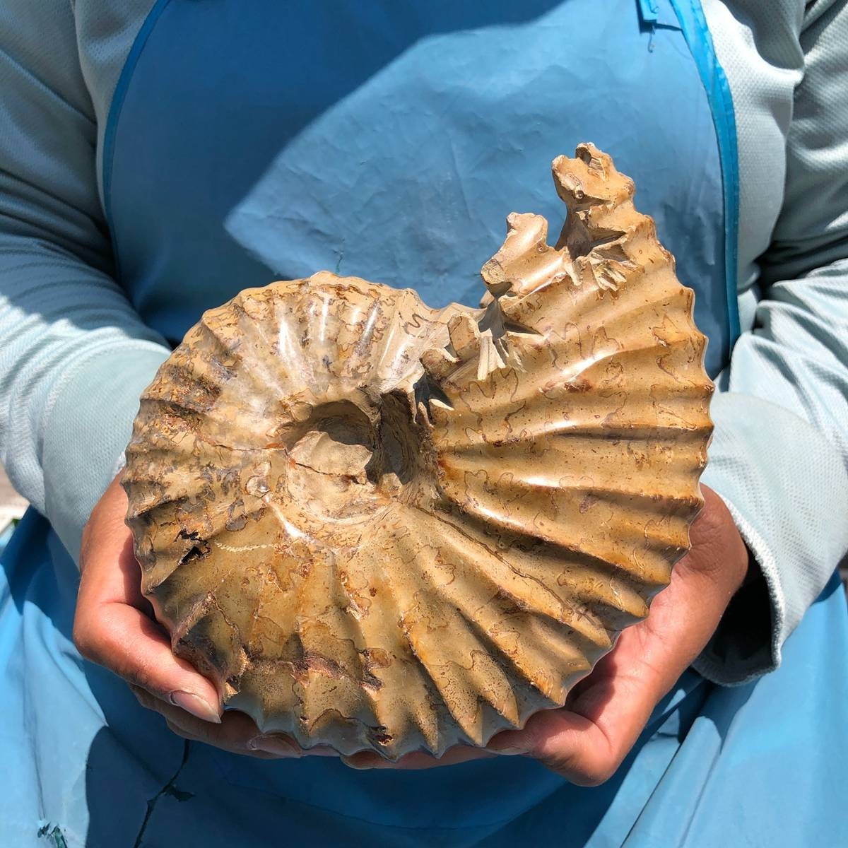 4.18LB Rare! Natural Tentacle Ammonite Specimen Healing Madagascar