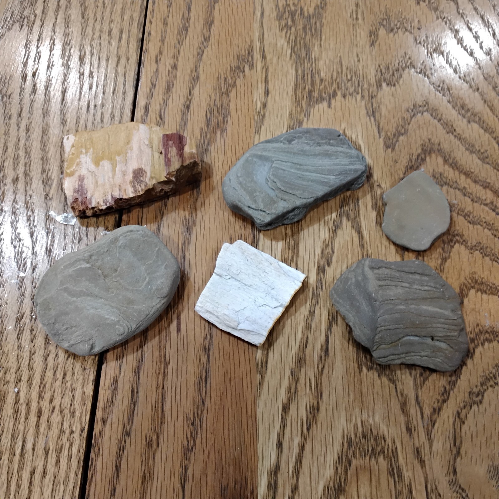Metamorphic Rock Possible Petrafied Wood Lot